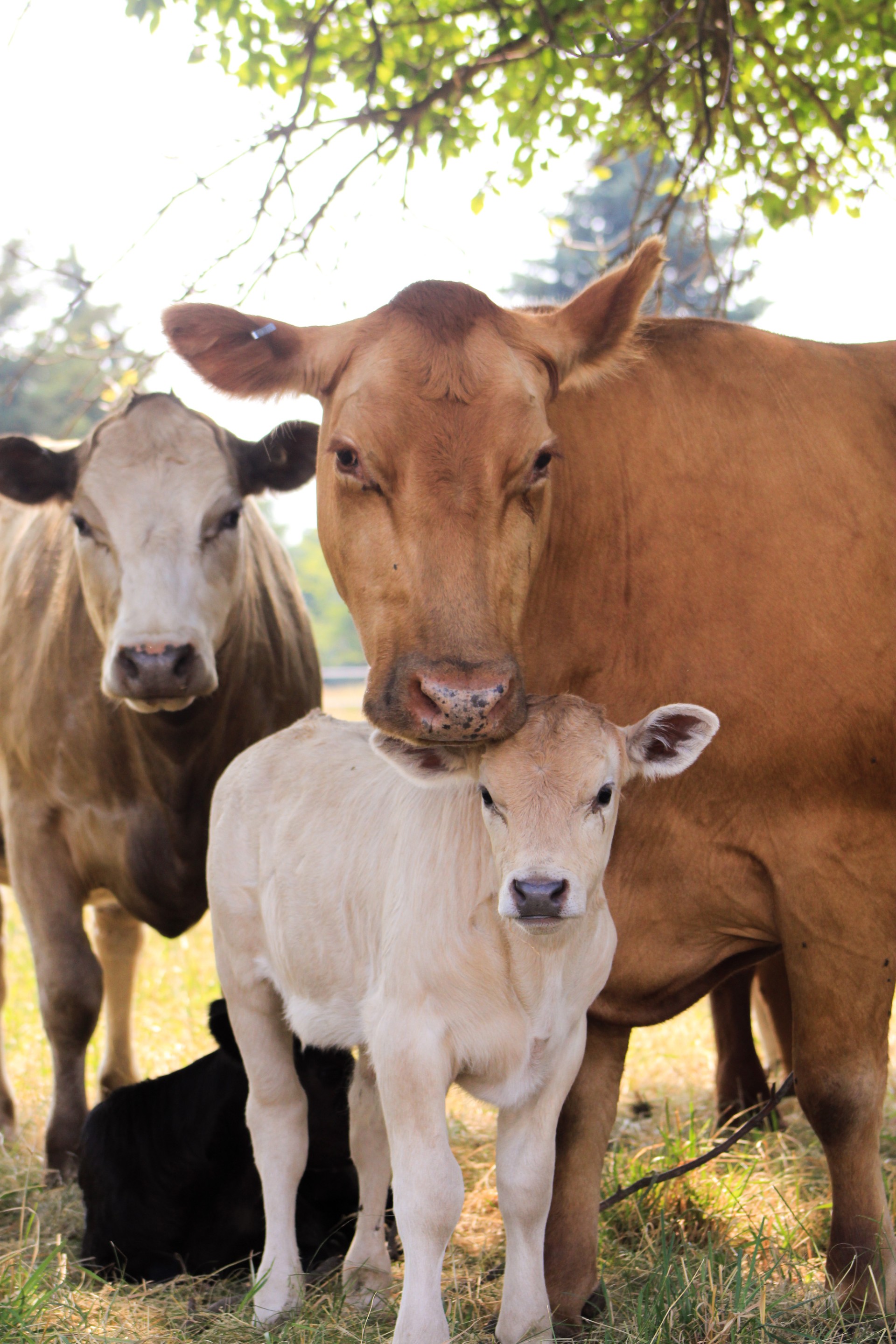 Two Beefalo cows with a cream calf standing between them at B&L Ranch