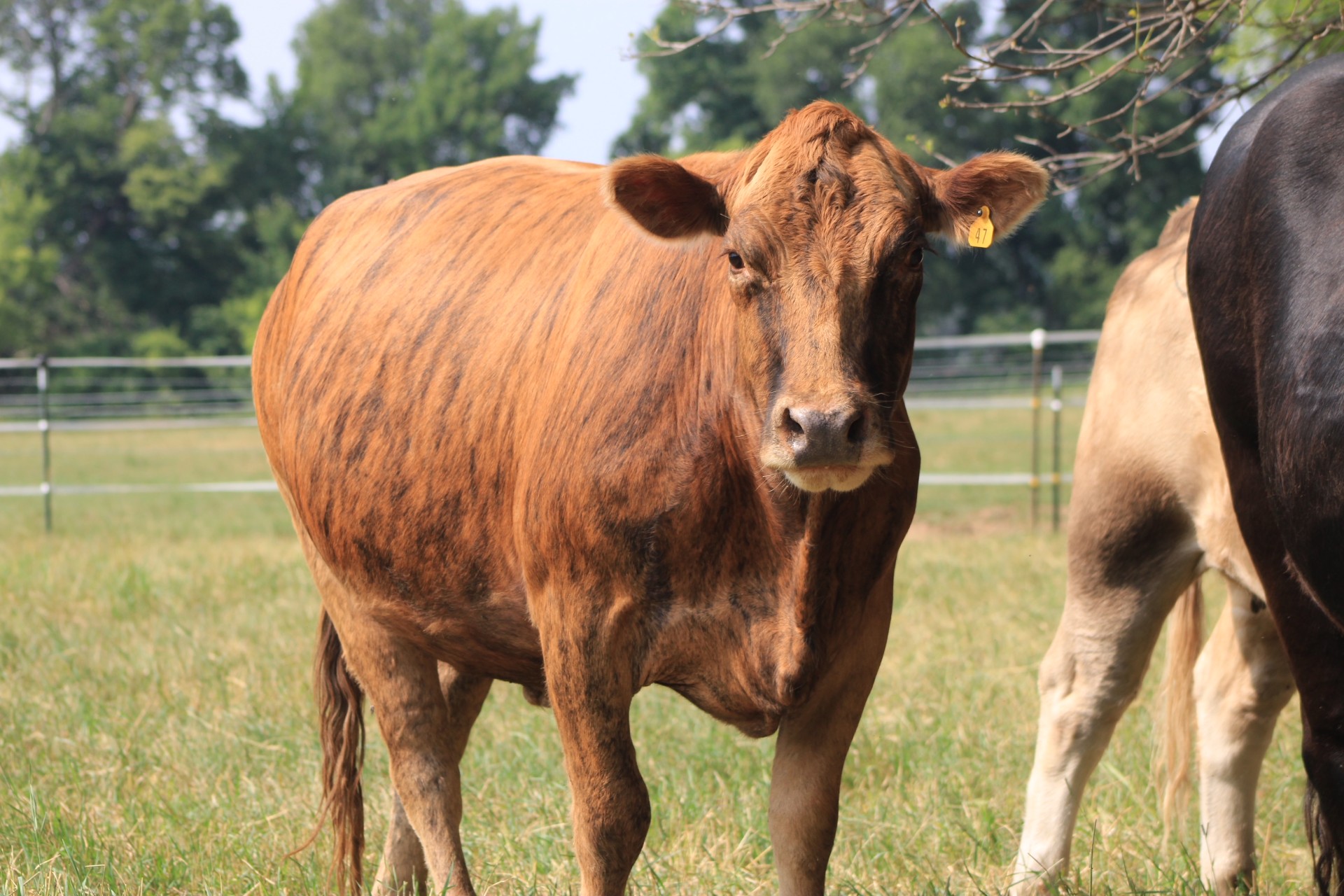 Hazel, a reddish-brown Beefalo cow at B&L Ranch